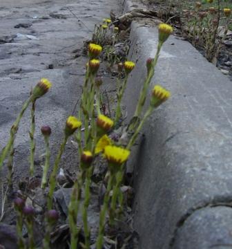 ������ ��������