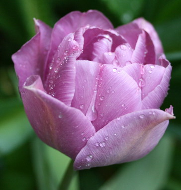 ���� ��������