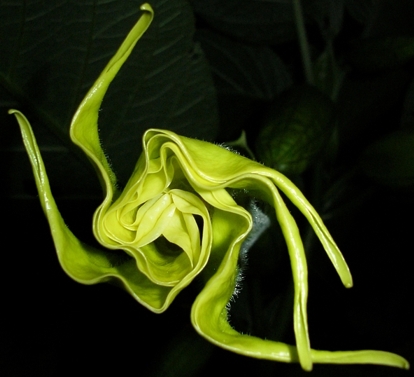 ������� ��������