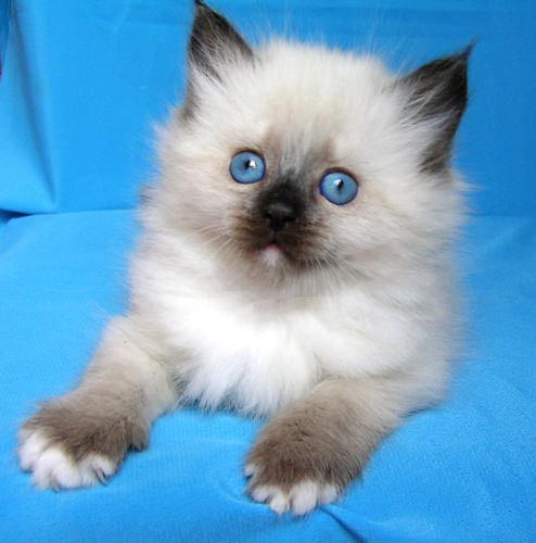 �������� ��� �����