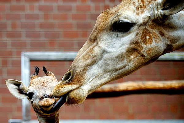 �������� �����