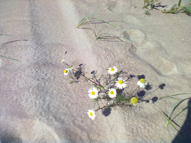 ������� ��������