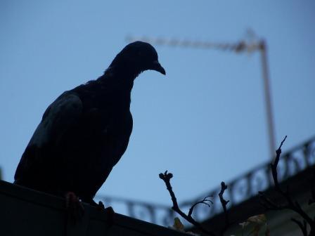 ������� ��������