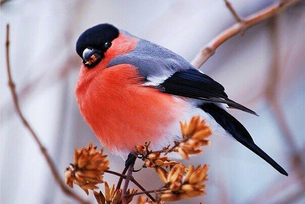 ������� �������