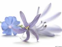 ������� ��������� 2