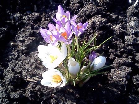 ������ �������