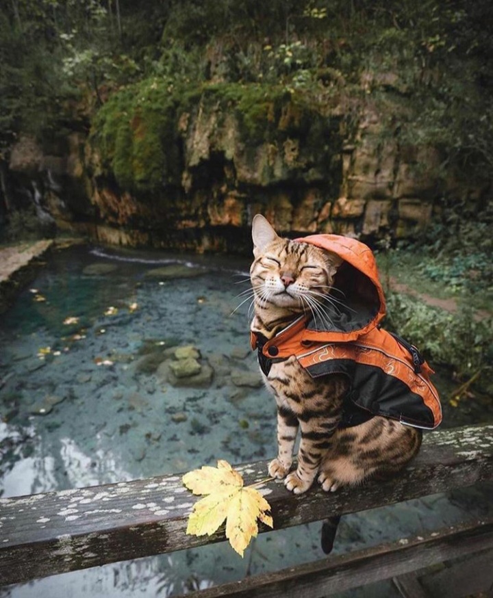 �������� �������