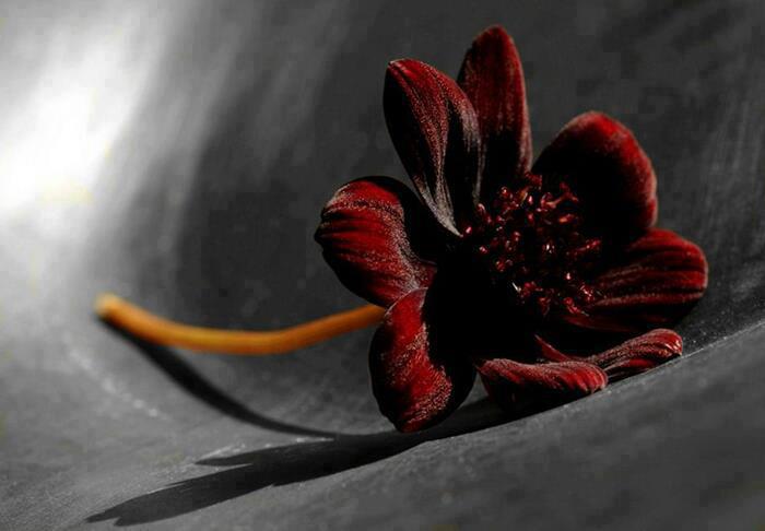 ����� ����