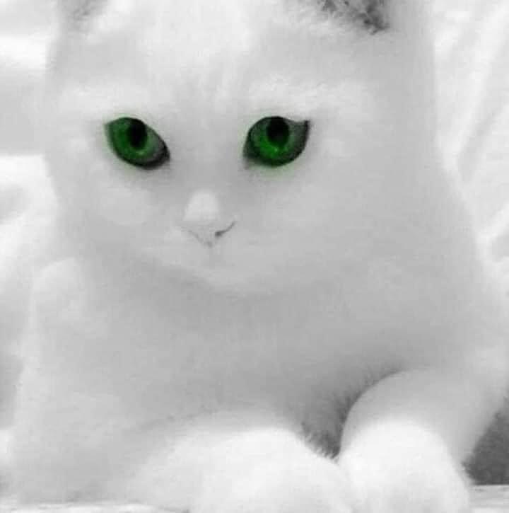 ����� ��������