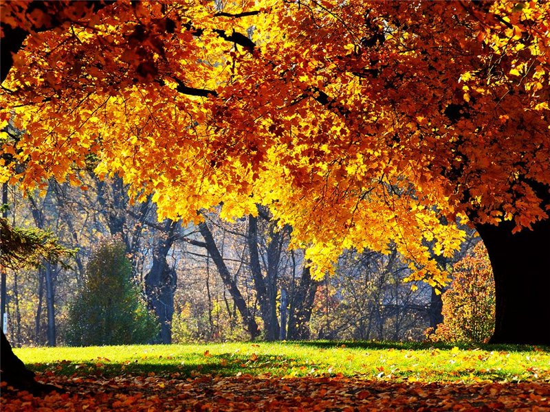 ��� �������� �����