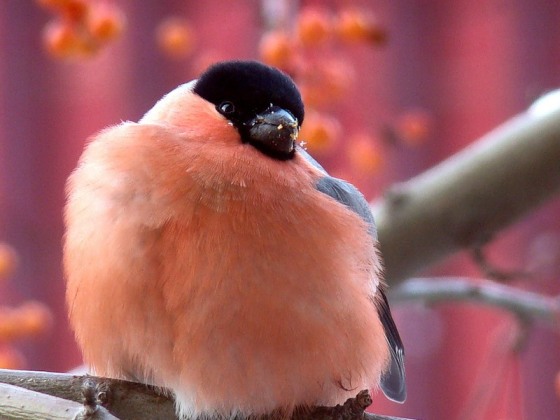 ������ �� �����