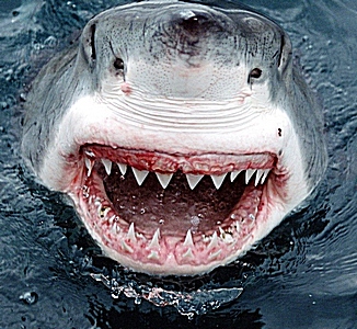 ��������� ��������