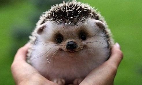 Наталья Домасевич