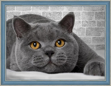 ���� ��������