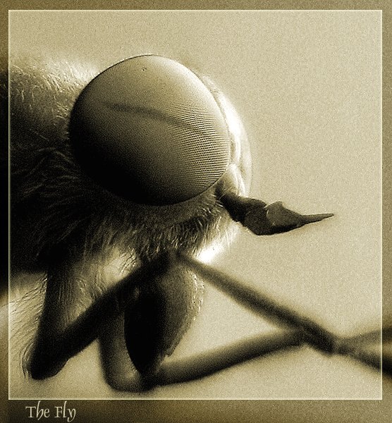 ������ ����