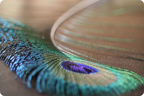 ���� ��������