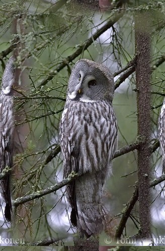 ����� �������