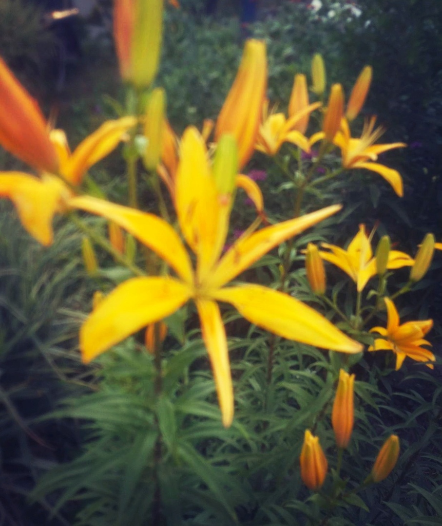 ���� ������������