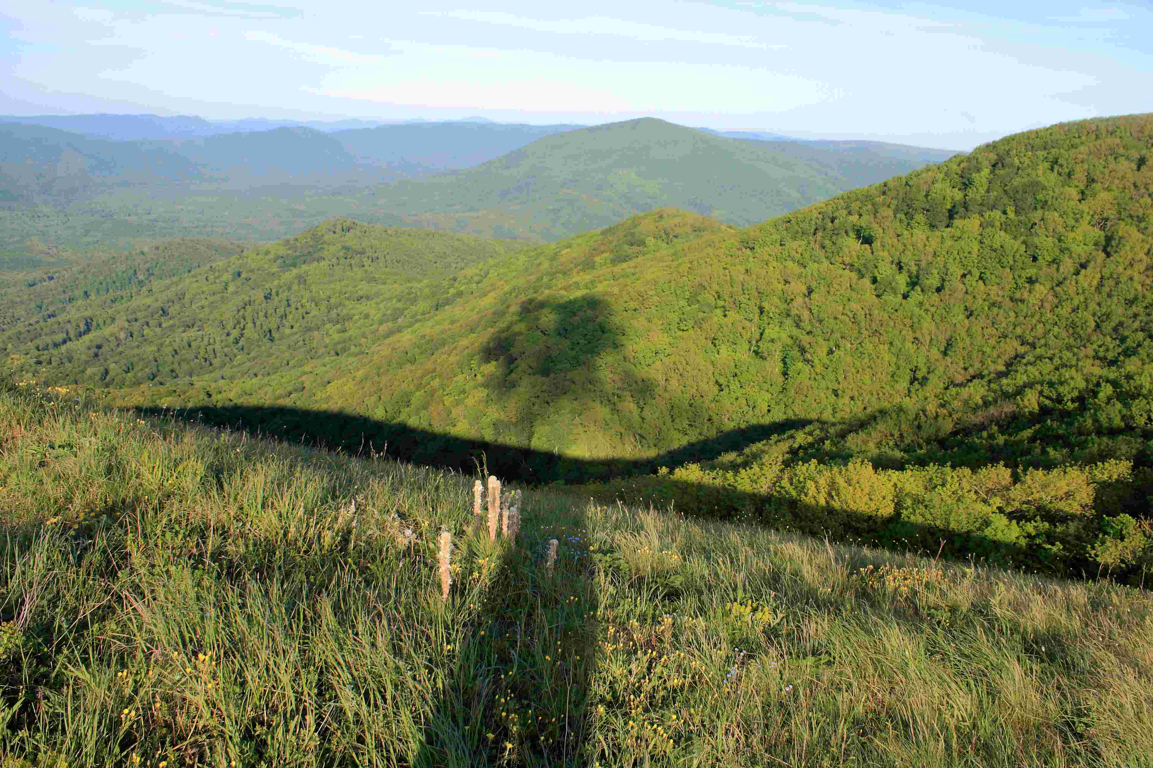 Антон Морковин