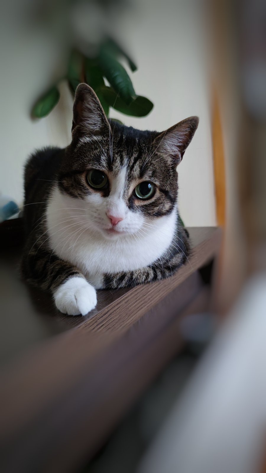 ������ �����