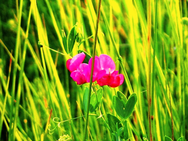 ����� ����