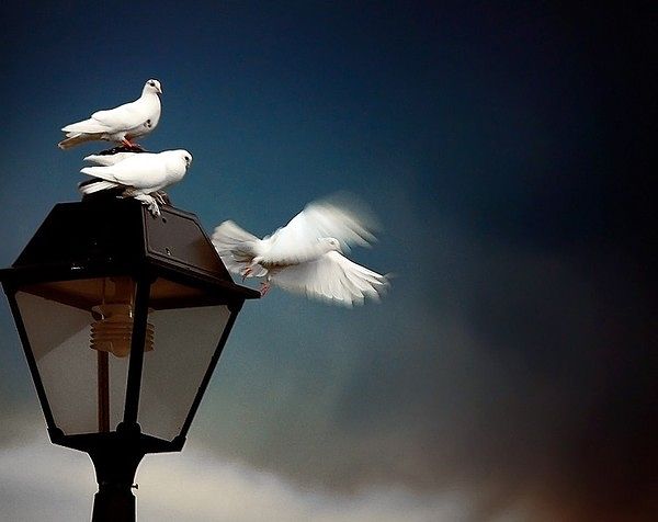 Ольга Благонадеждина