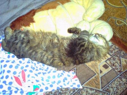 ����� ���������