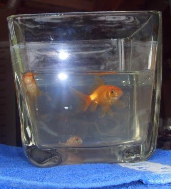 Ольга Пензенская