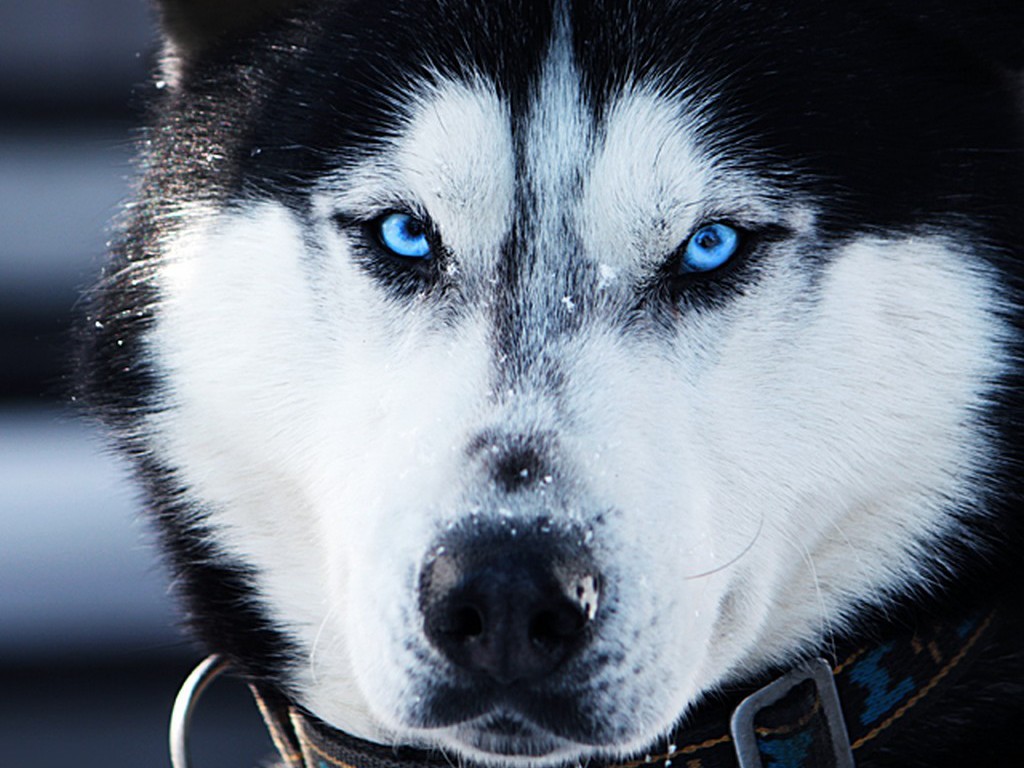 ����� ����������