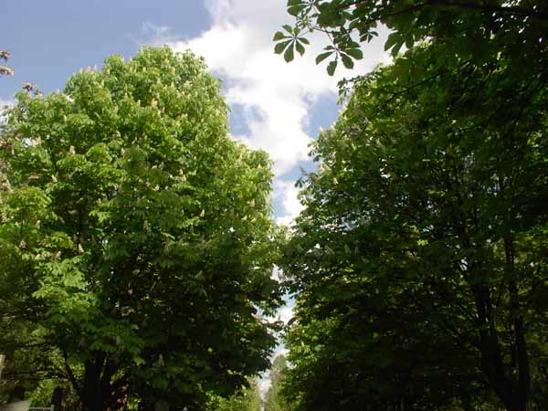 Ольга Ниязова