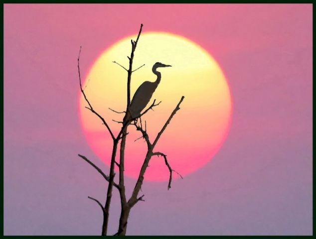 ����� ����