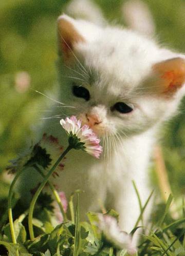 ��������� ���������