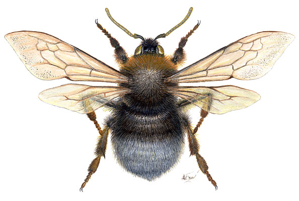 �������� �����