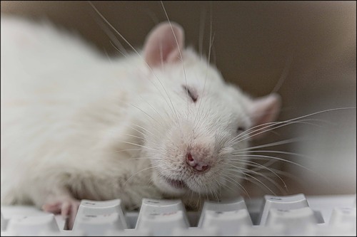 ����� �����������