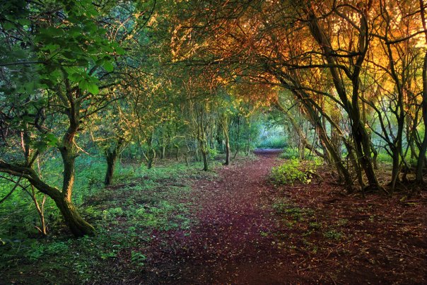 ������ ��������