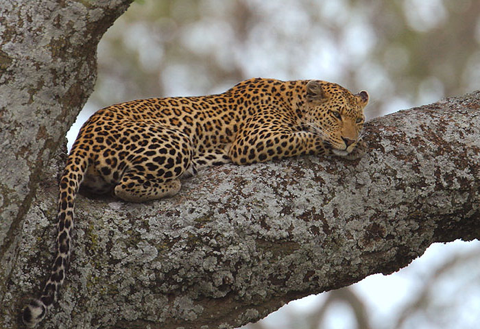 ������ ������