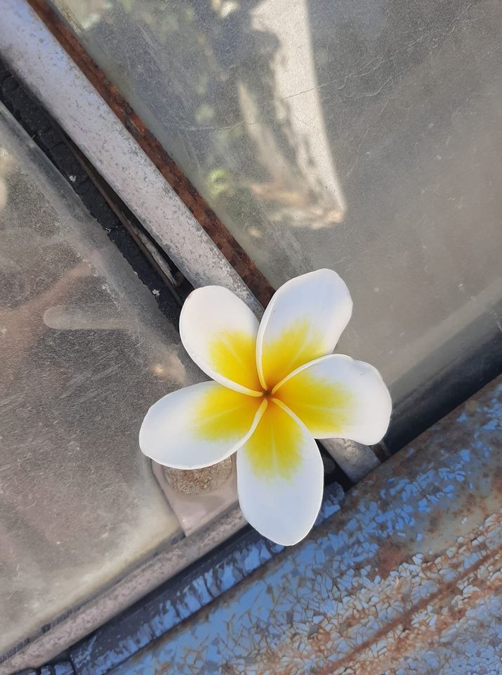 ������ ���