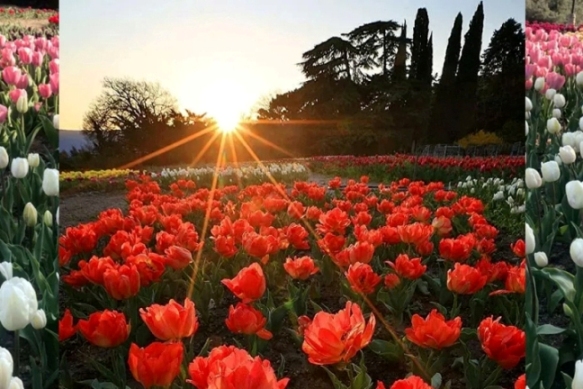 ������ ���������