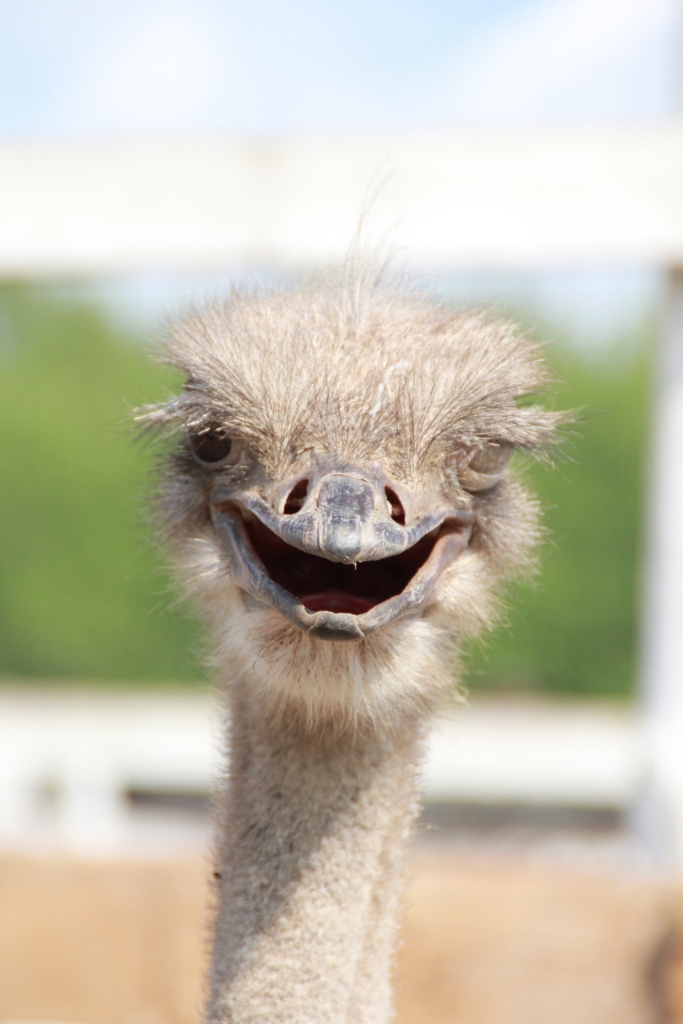 ���� �������� ������