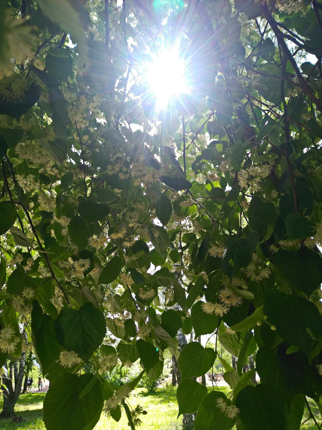 Лариса Покровская