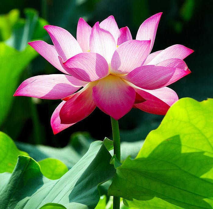 ��� ������