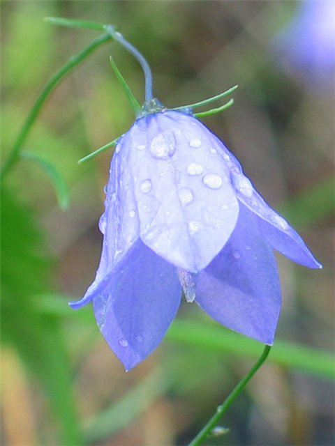 Татьяна Панкеева