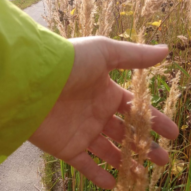 ������� ��������