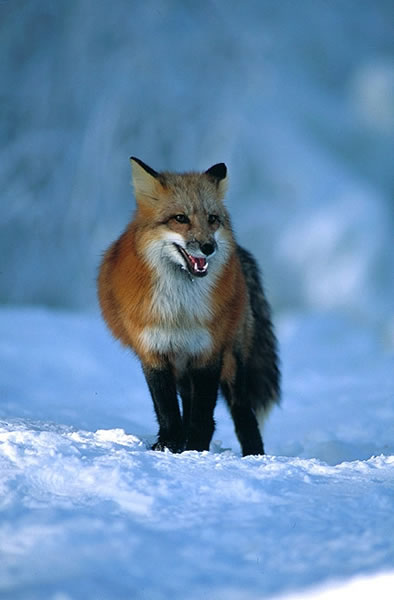 ����� �������