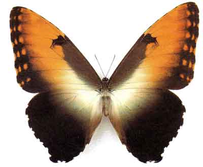 ����� ����������