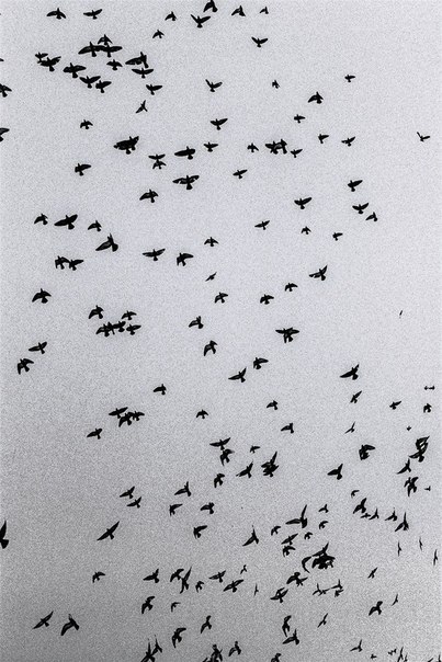 �������� �����