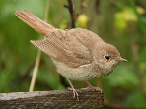 ������� ����������