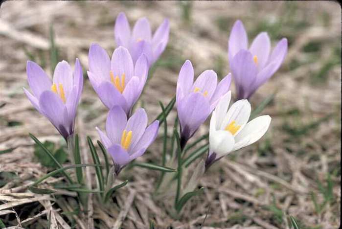 ������ ��������