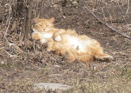 ������� ���