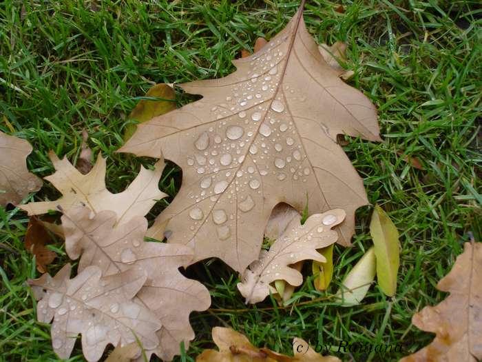 ������� ���������